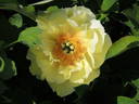 Yellow Heaven peony photo