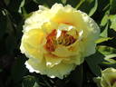 Yellow Dream peony photo