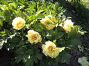 Yellow Dream peony photo