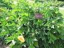 Border Charm peony photo