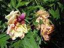 Callie's Memory peony photo