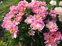 Etincelante peony photo