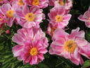 Etincelante peony photo