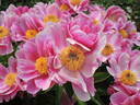 Etincelante peony photo