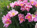 Etincelante peony photo