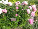 Alexandre Dumas peony photo