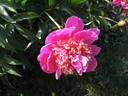 Aztec peony photo