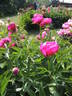 Aztec peony photo