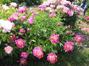 Aztec peony photo
