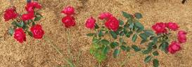 Milano Kolorscape ™ rose photo