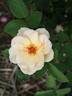 Crazy Love rose photo