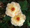 Crazy Love rose photo