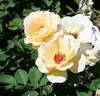 Crazy Love rose photo