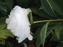 Florence Nicholls peony photo