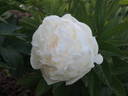 Florence Nicholls peony photo