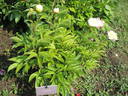 Carrara peony photo