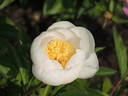 Carrara peony photo