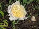 Carrara peony photo