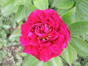 Old Faithful peony photo