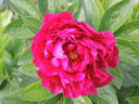 Old Faithful peony photo