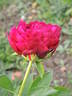 Old Faithful peony photo