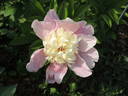 Beautiful Senorita peony photo