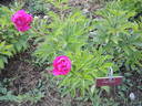 Curiosity peony photo