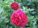 Carol peony photo