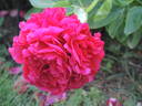 Carol peony photo