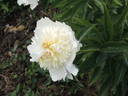 Honey Gold peony photo