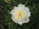 Honey Gold peony photo