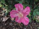 Miss Lowe's Variety rose photo
