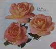 Cocò rose photo