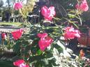 Pink Home Run rose photo