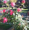 Pink Home Run rose photo