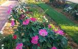 Pink Home Run rose photo