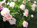Do Tell peony photo