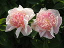 Do Tell peony photo