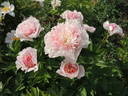 Do Tell peony photo