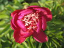 Fuyajo peony photo