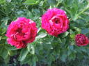 Henry Bockstoce peony photo