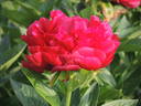 Henry Bockstoce peony photo