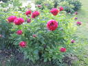 Henry Bockstoce peony photo