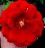 Salsa™ rose photo