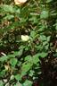 Squatter's Dream rose photo