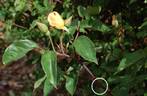 Squatter's Dream rose photo