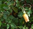 Squatter's Dream rose photo