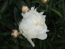 Alice Harding peony photo