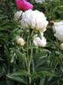 Alice Harding peony photo
