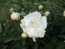 Alice Harding peony photo